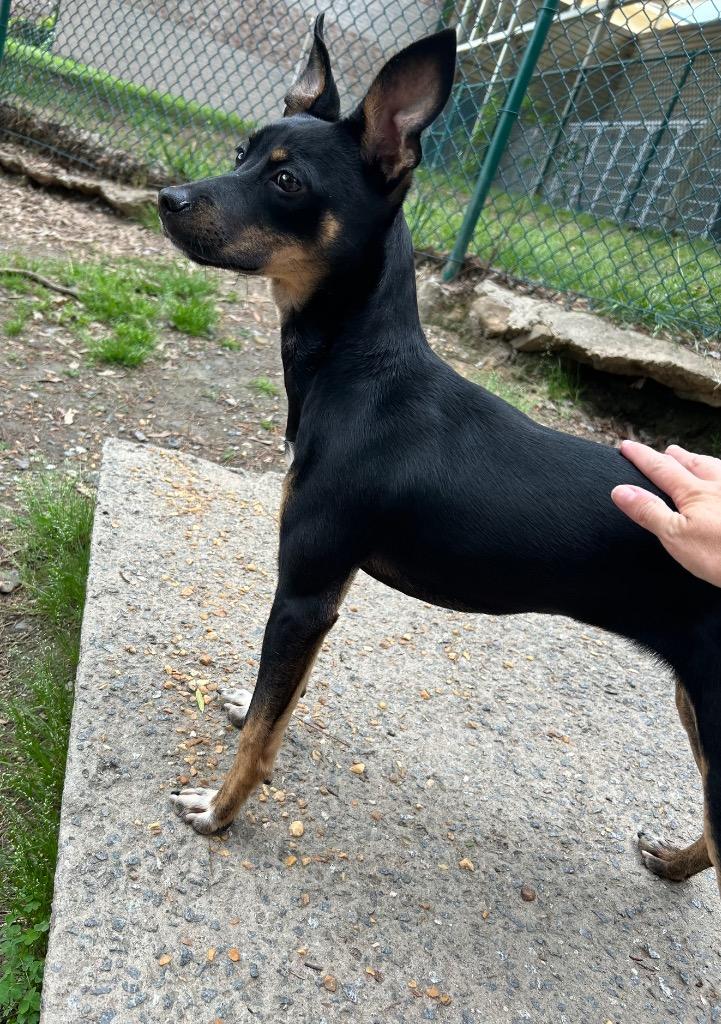 Enlarge Roxy, a Adoptable mixed breed in Little Rock, AR image 2/2