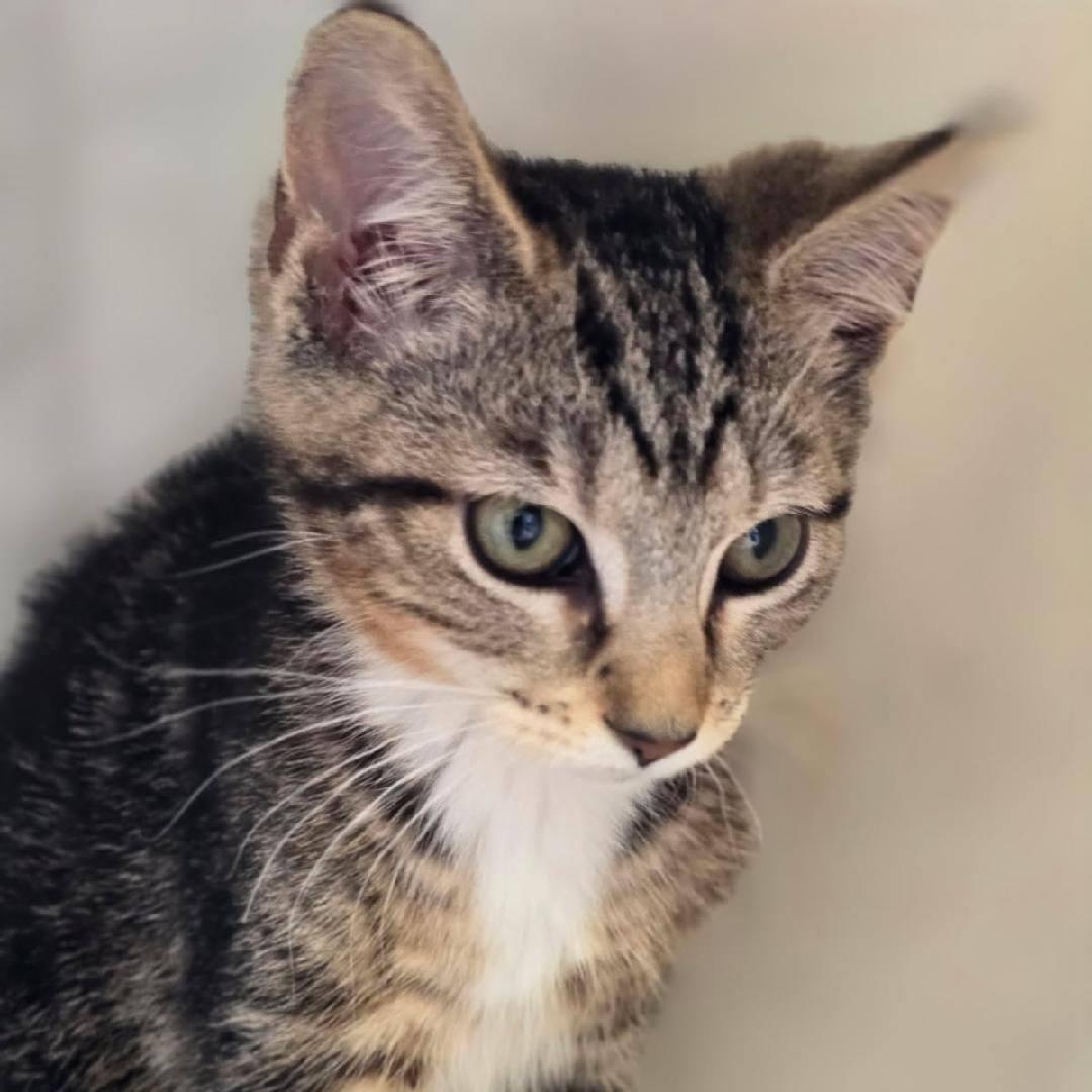Papaya, Adopted, Young Female Domestic Short Hair.