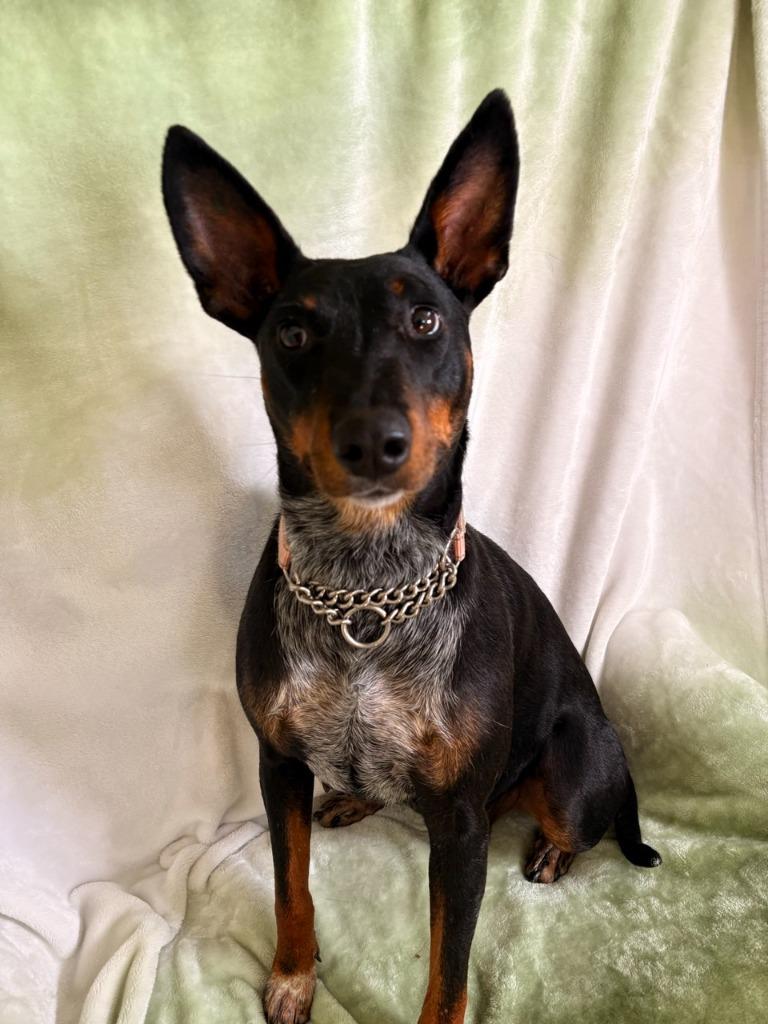 Martha, Adoptable, Young Female Manchester Terrier.