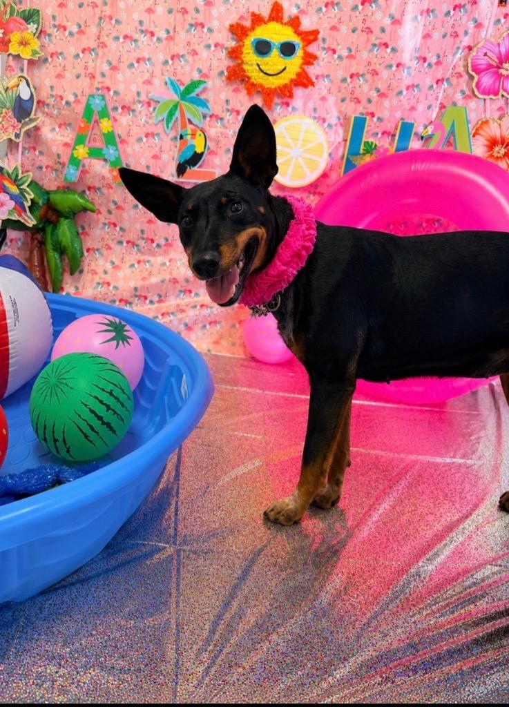 Martha, a Adoptable Manchester Terrier in Brookings, OR image 2/2