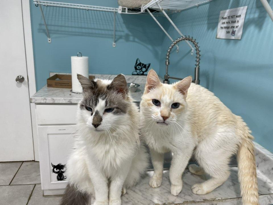 Cheyenne & Ranger- BONDED PAIR, Adopted, Senior Male Domestic Medium Hair.
