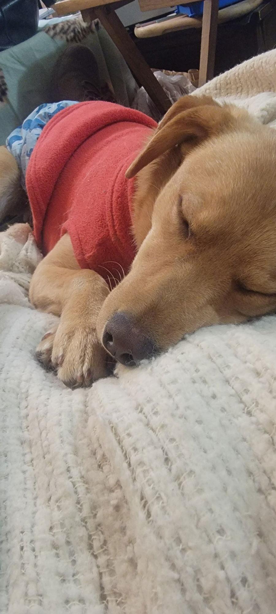 Jackson Tripper, Adoptable, Young Male Chihuahua.