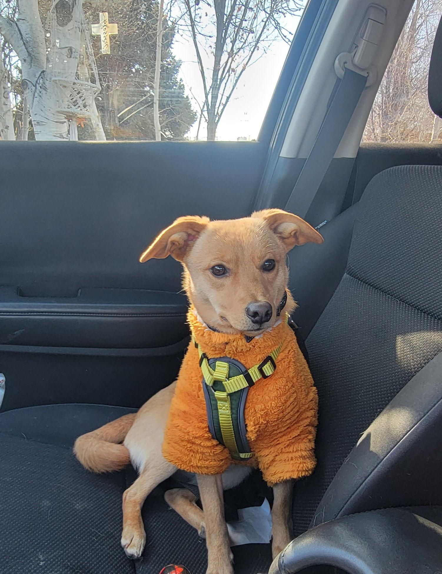 Enlarge Jackson Tripper, a Adoptable Chihuahua in Salt Lake City, UT image 2/3