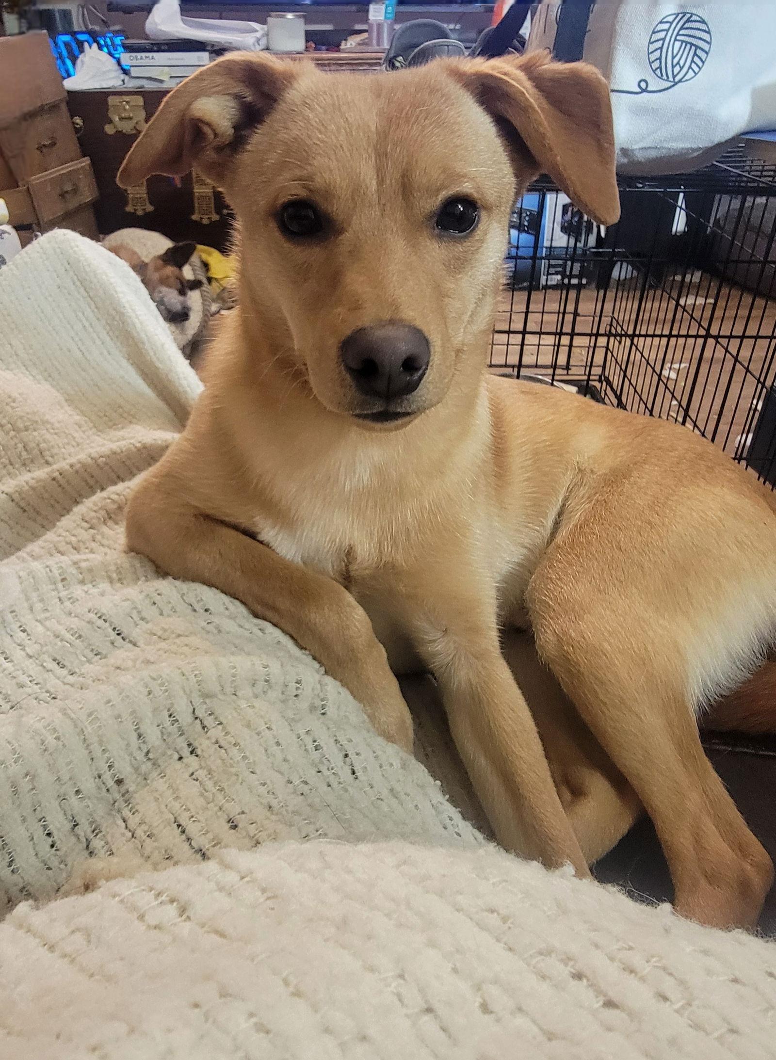 Enlarge Jackson Tripper, a Adoptable Chihuahua in Salt Lake City, UT image 3/3