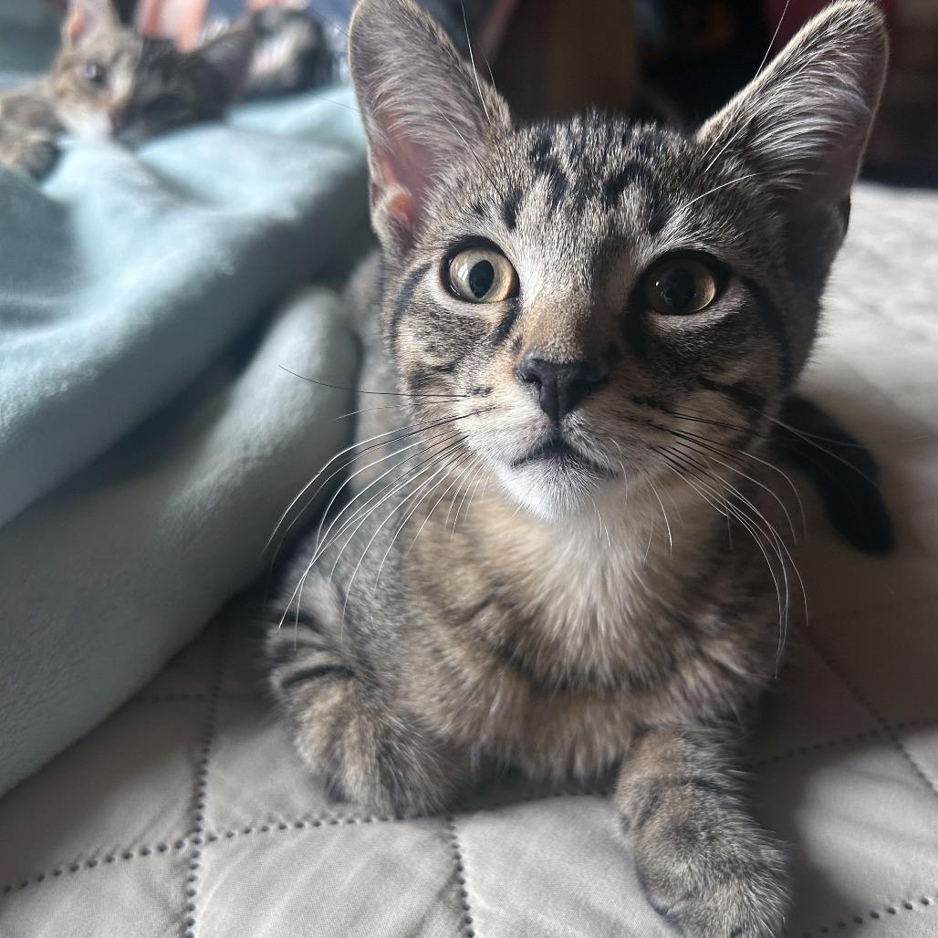 Lightning Bug, Adoptable, Kitten Male Domestic Short Hair.