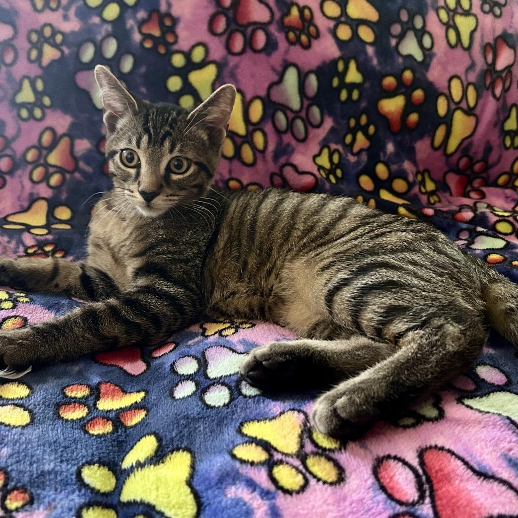 Enlarge Lightning Bug, a Adoptable Domestic Short Hair in Plainfield, IL image 2/6