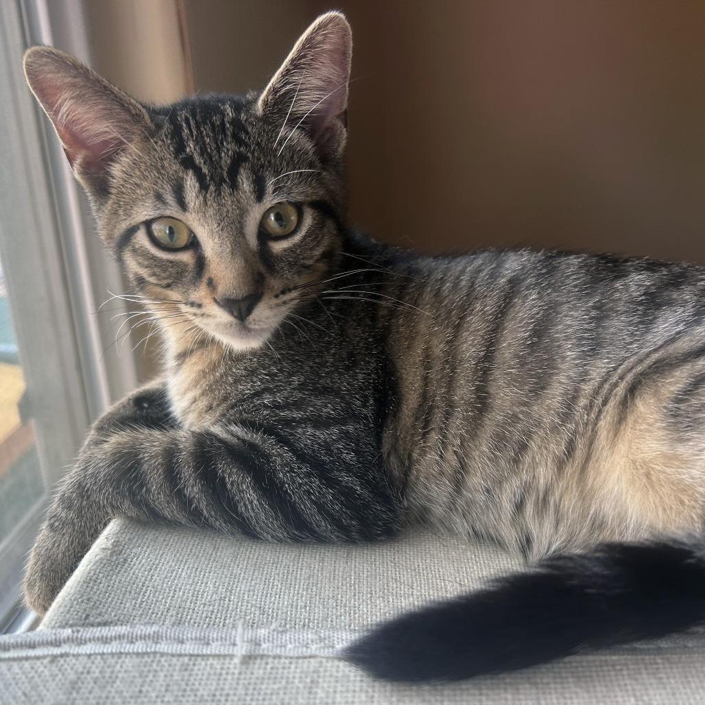 Enlarge Lightning Bug, a Adoptable Domestic Short Hair in Plainfield, IL image 3/6