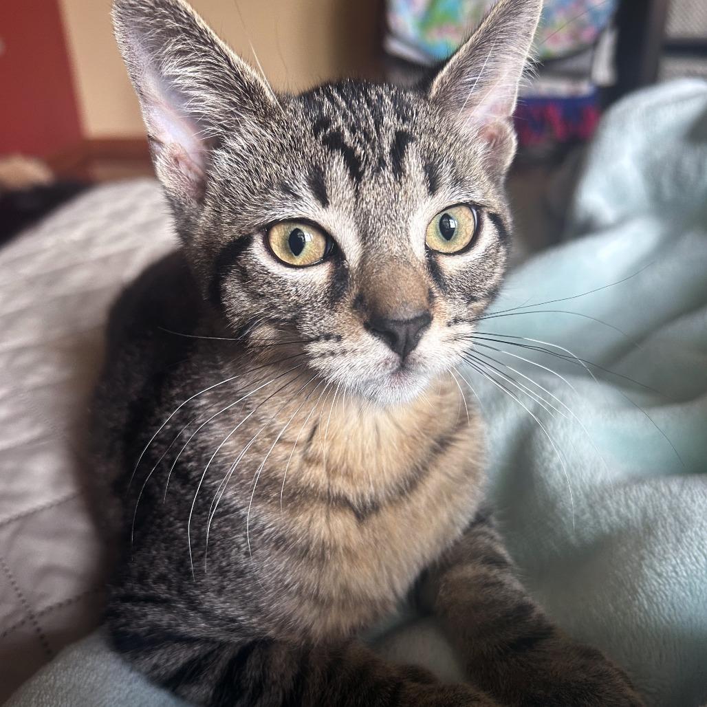 Enlarge Lightning Bug, a Adoptable Domestic Short Hair in Plainfield, IL image 4/6