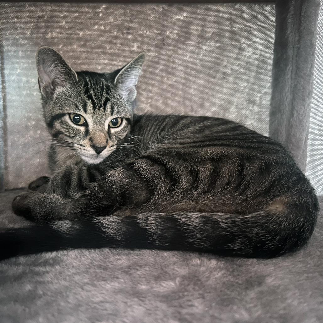 Enlarge Lightning Bug, a Adoptable Domestic Short Hair in Plainfield, IL image 5/6