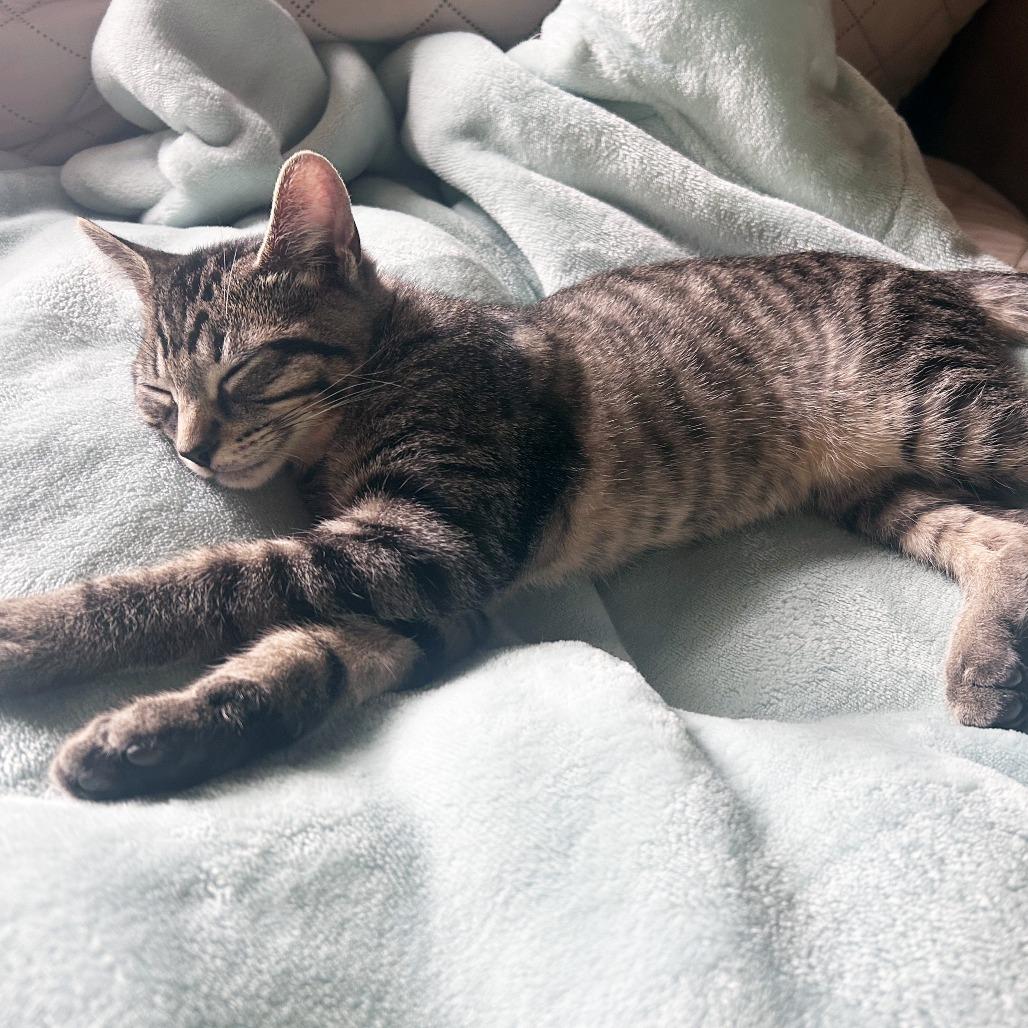 Enlarge Lightning Bug, a Adoptable Domestic Short Hair in Plainfield, IL image 6/6