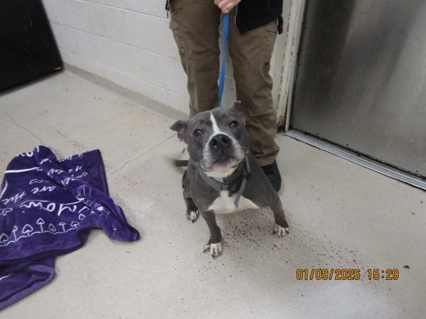 Theodore/corey (26), Adoptable, Adult Male Pit Bull Terrier.