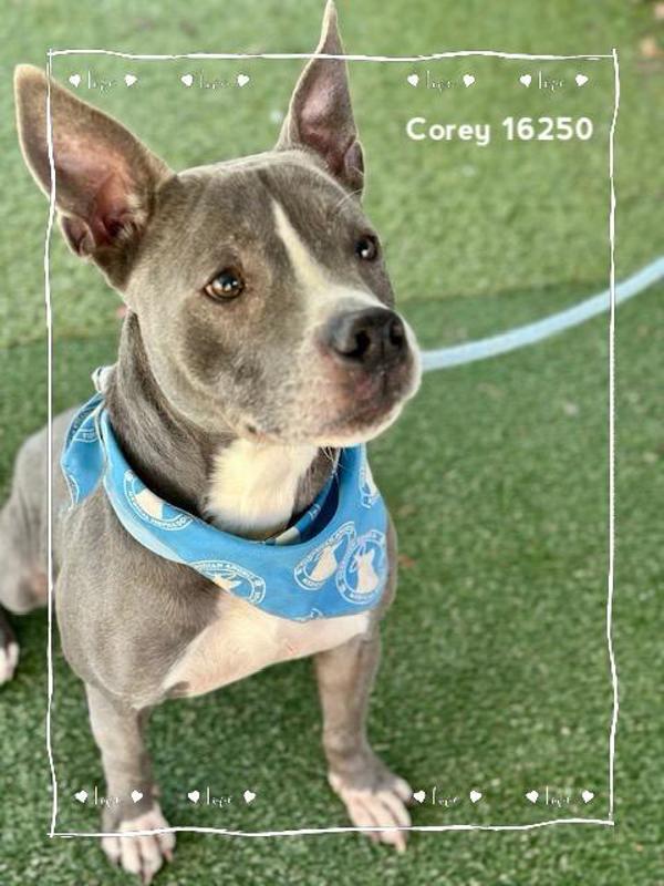 Enlarge Theodore/corey (26), a Adoptable mixed breed in Marietta, GA image 3/3