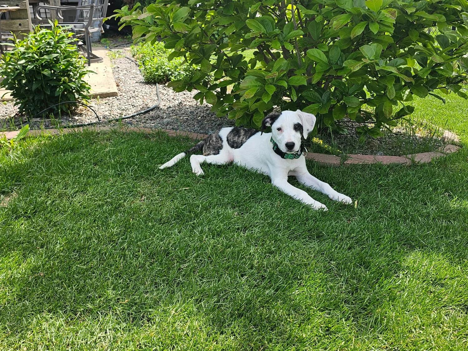 Enlarge Kendall, an adopted mixed breed in Minneapolis, MN image 4/6