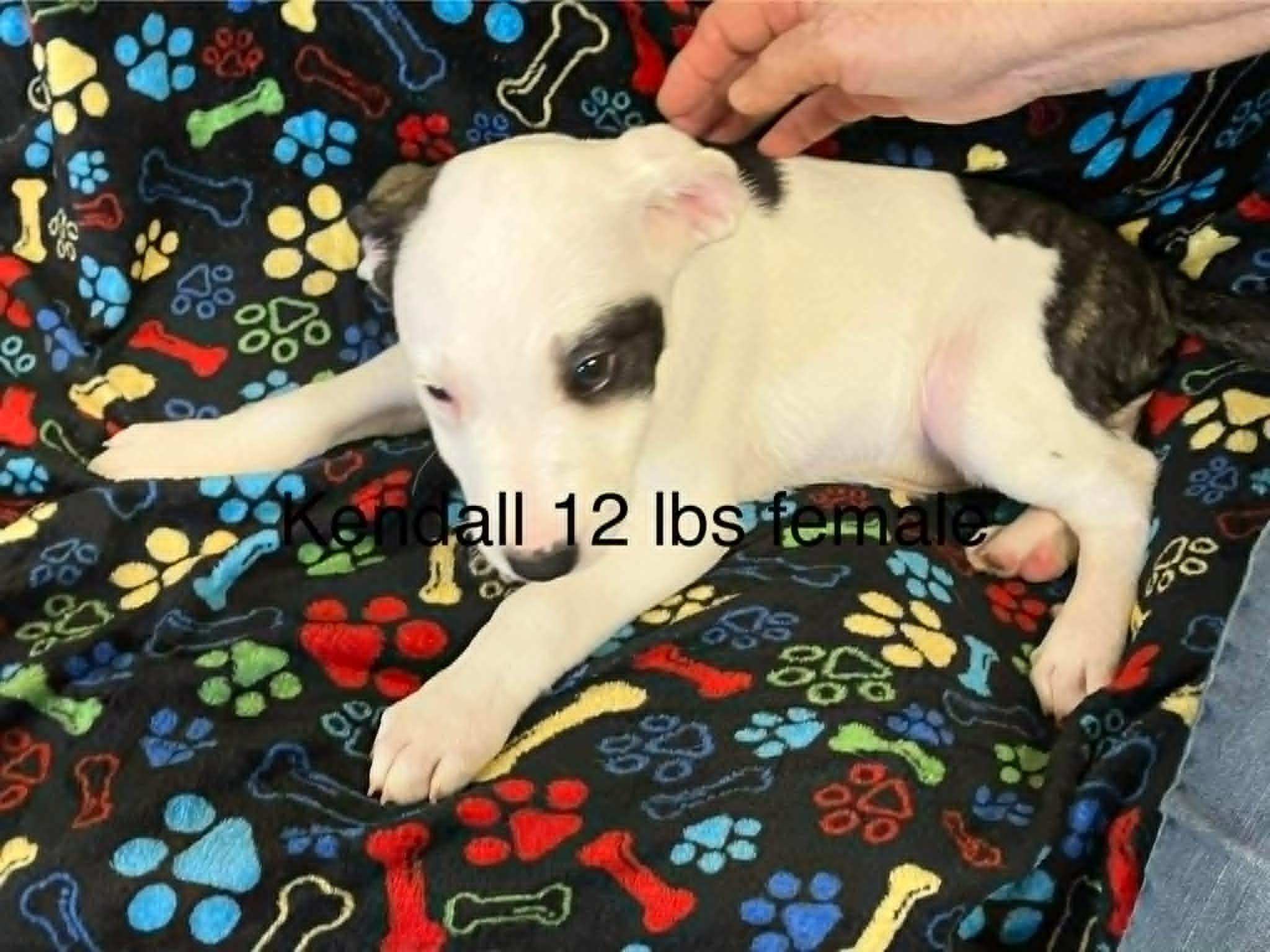 Enlarge Kendall, an adopted mixed breed in Minneapolis, MN image 6/6