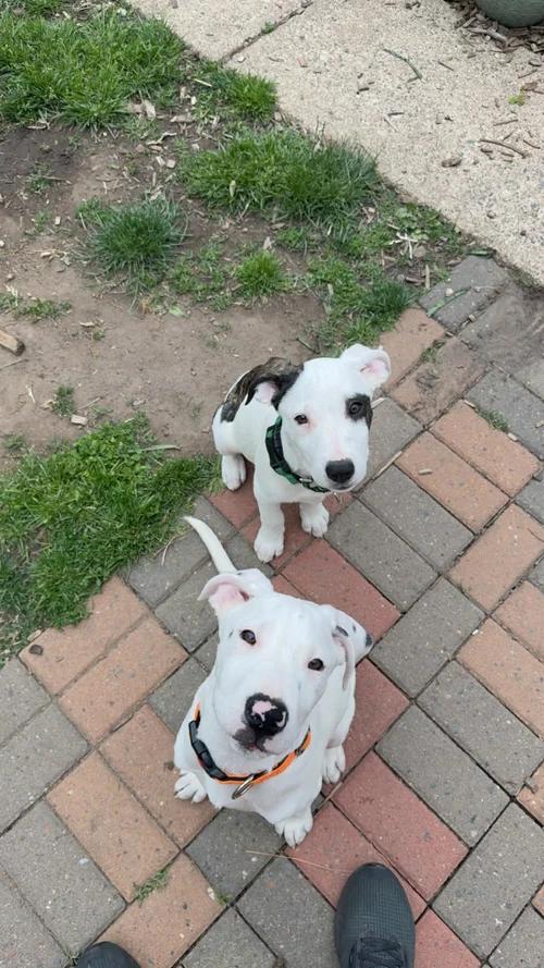 Enlarge Kendall, an adopted mixed breed in Minneapolis, MN image 5/6