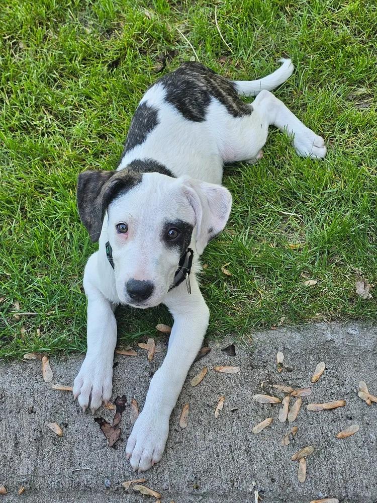 Enlarge Kendall, an adopted mixed breed in Minneapolis, MN image 1/6