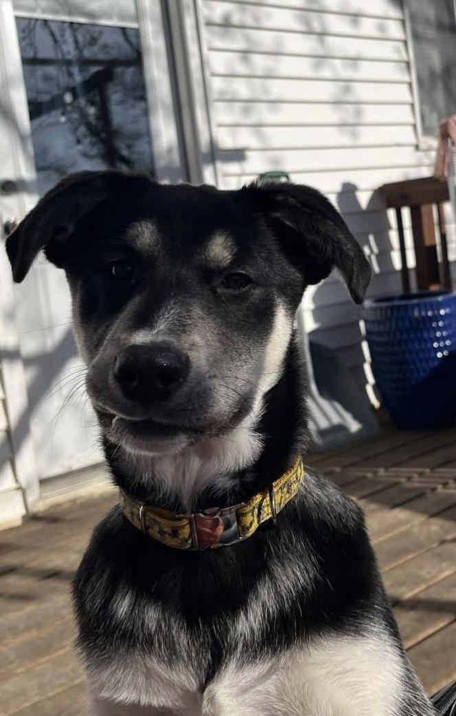 Dash, ADOPTABLE, Young Male Husky & Labrador Retriever.