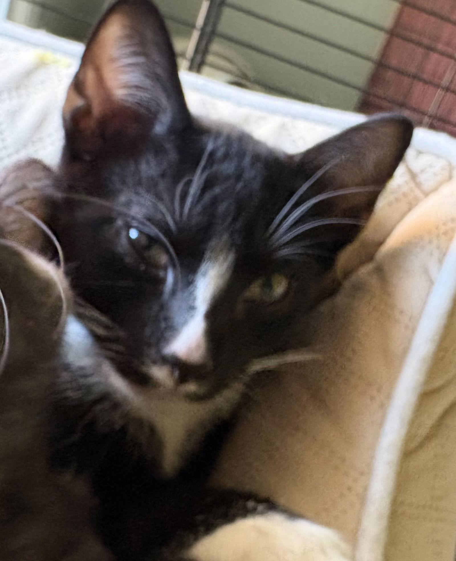 Enlarge Boomer, a Adopted Domestic Short Hair in White Bluff, TN image 1/1