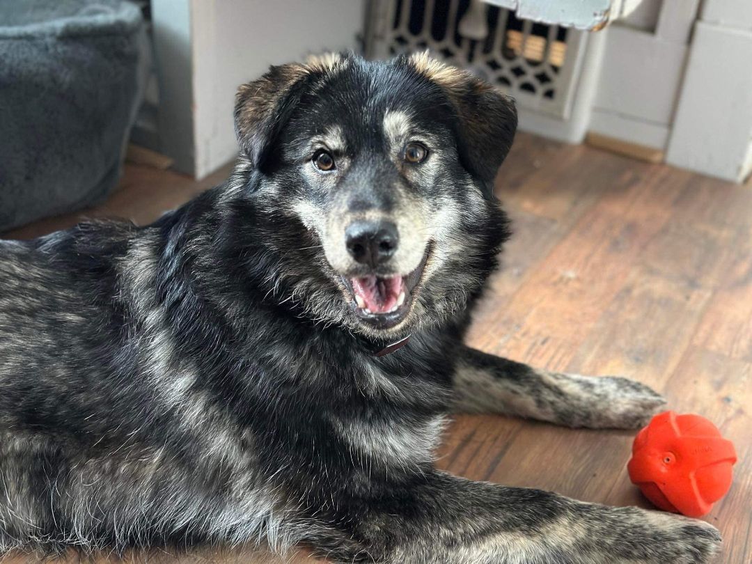 Enlarge Arla, a Adopted mixed breed in Westmeath, ON image 1/1