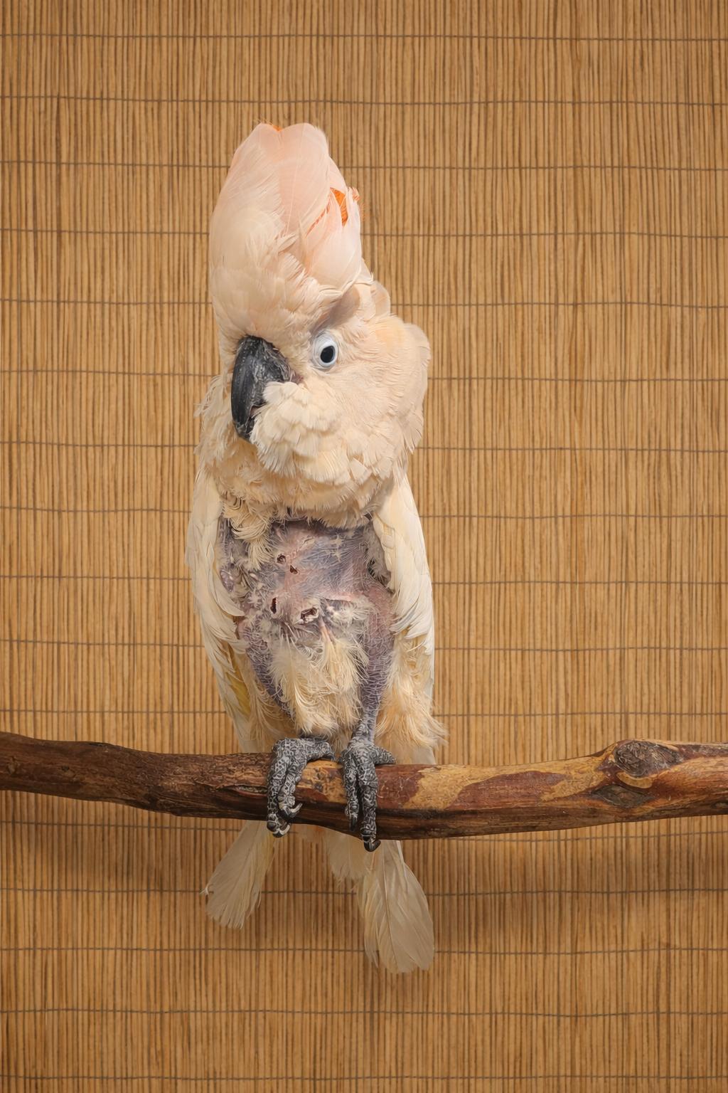 Enlarge “Major”, a ADOPTABLE Cockatoo in Vancouver, WA image 2/4