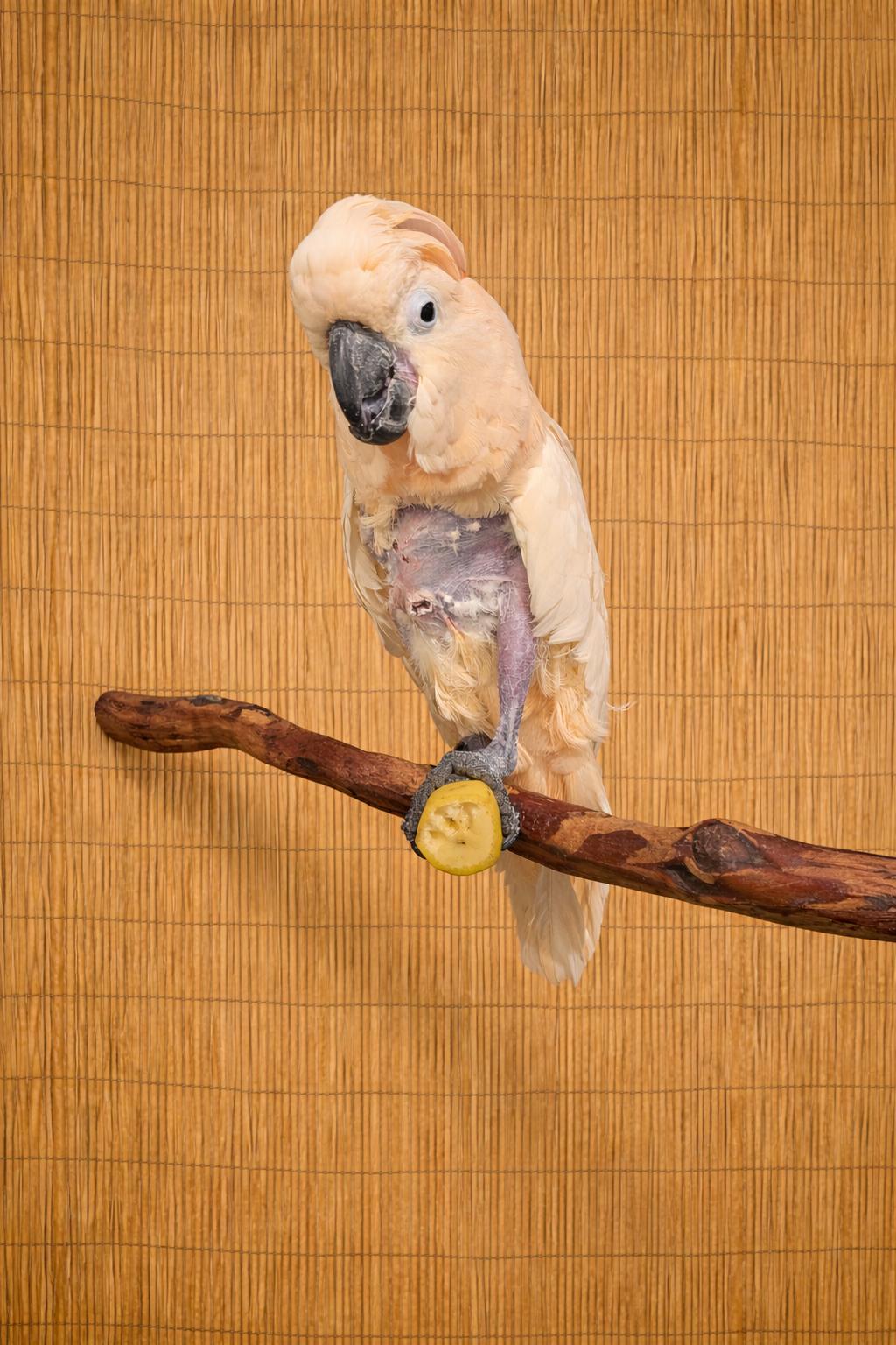 Enlarge “Major”, a ADOPTABLE Cockatoo in Vancouver, WA image 1/4