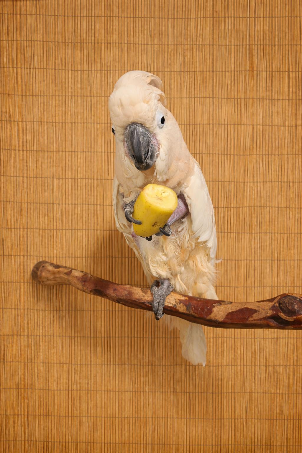 Enlarge “Major”, a ADOPTABLE Cockatoo in Vancouver, WA image 3/4