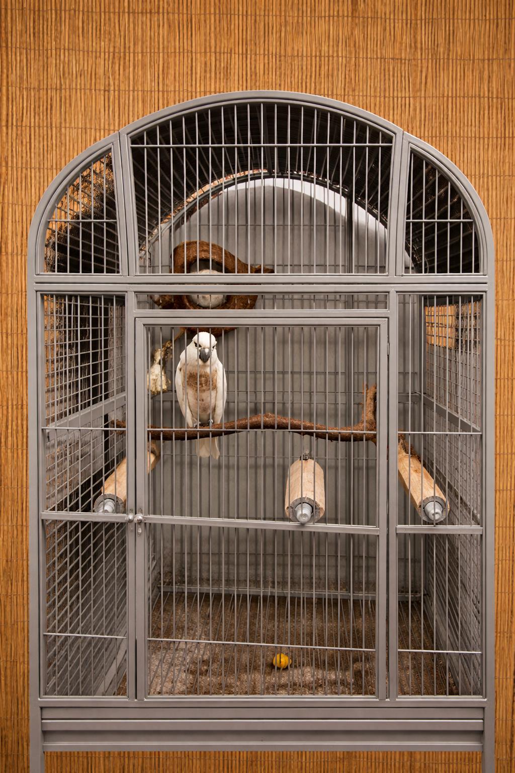 Enlarge “Major”, a ADOPTABLE Cockatoo in Vancouver, WA image 4/4