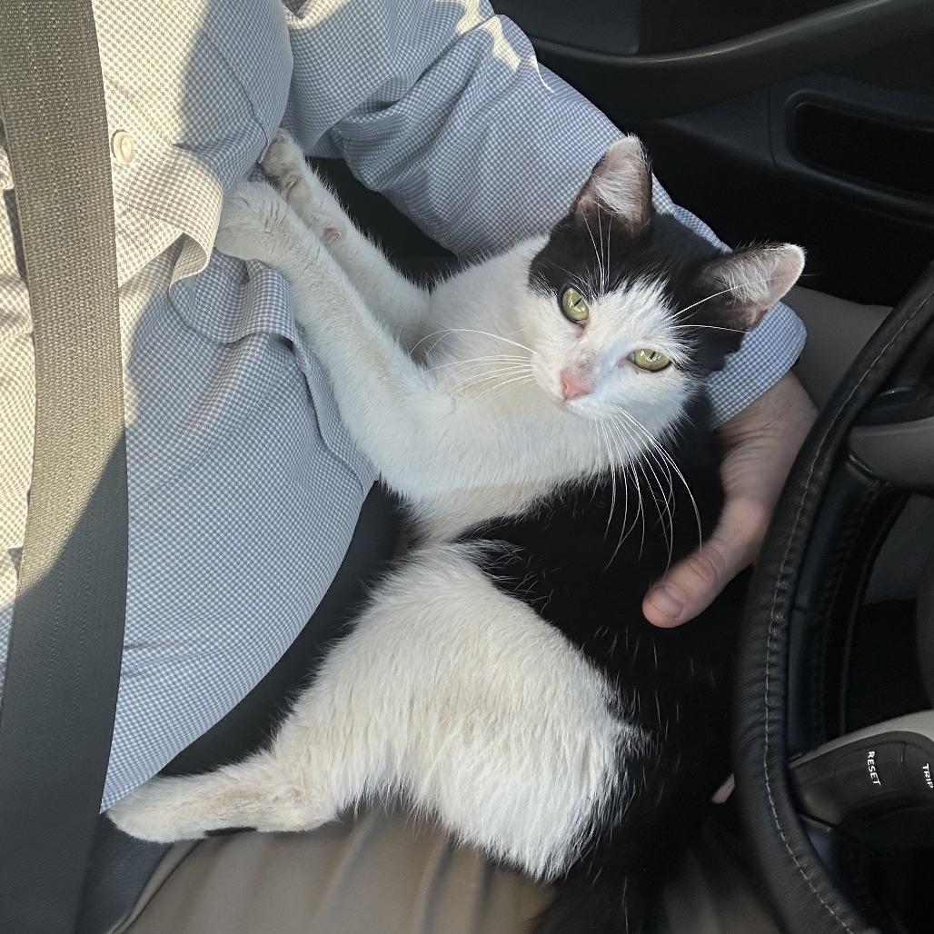 Enlarge Tofu, a Adoptable Domestic Short Hair in Huntsville, AL image 1/6