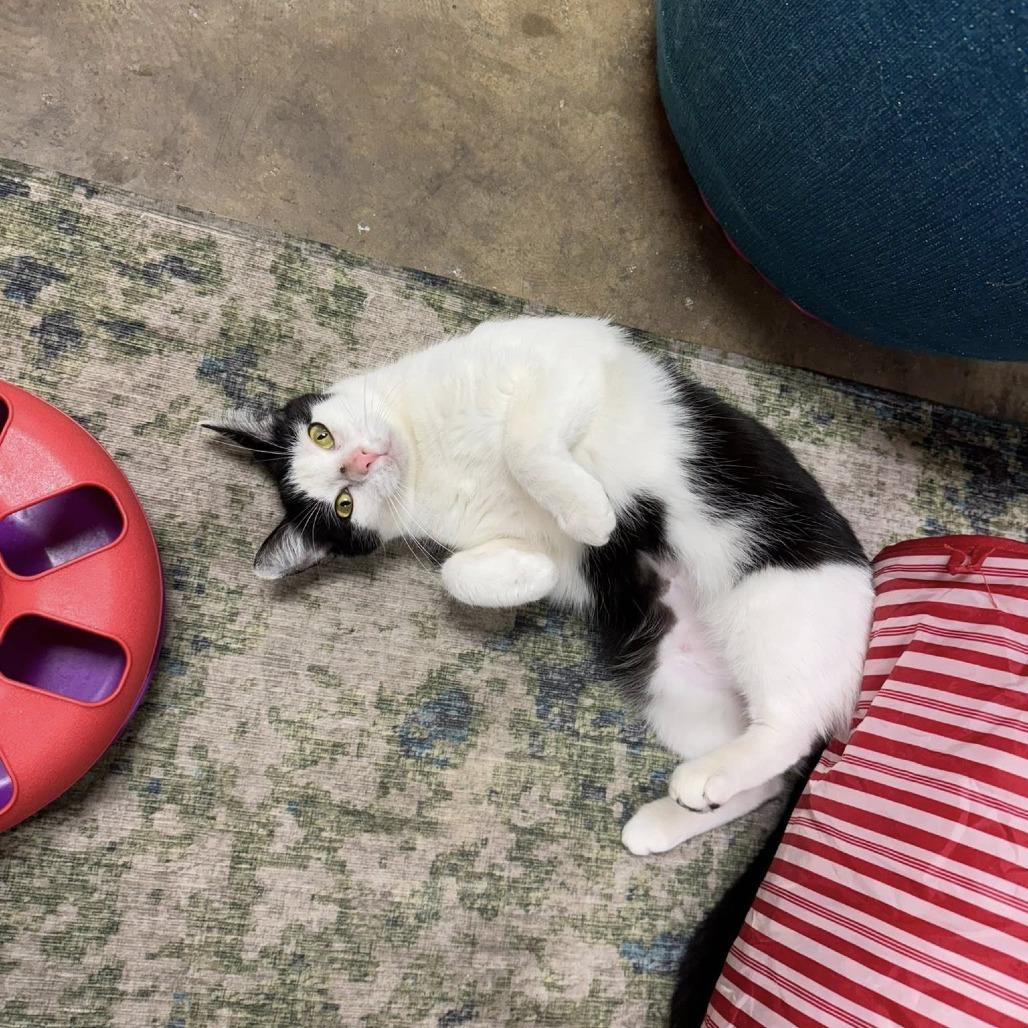 Enlarge Tofu, a Adoptable Domestic Short Hair in Huntsville, AL image 3/6