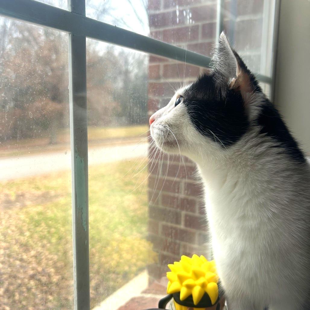 Enlarge Tofu, a Adoptable Domestic Short Hair in Huntsville, AL image 5/6