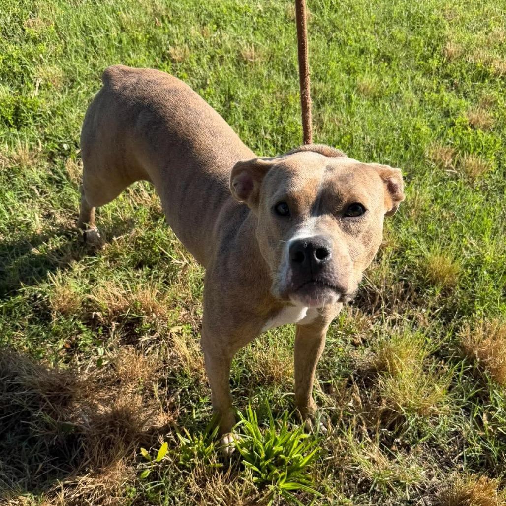 Phoebe, Adoptable, Adult Female Terrier.