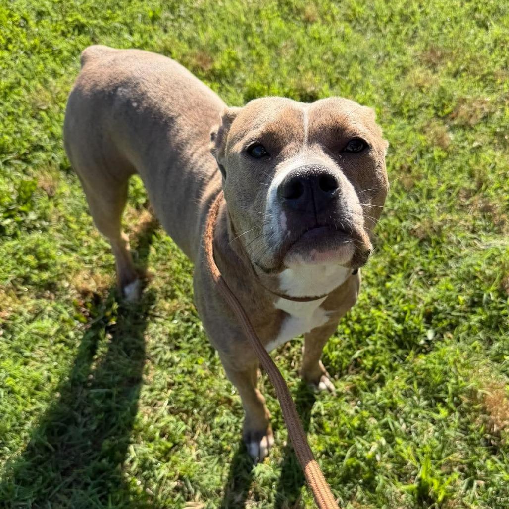 Enlarge Phoebe, a Adoptable Terrier in Vinita, OK image 2/3