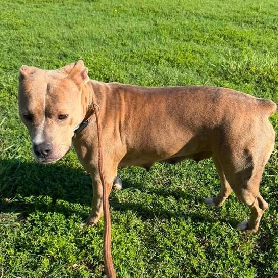 Enlarge Phoebe, a Adoptable Terrier in Vinita, OK image 3/3