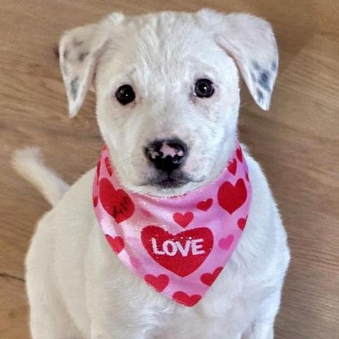 Enlarge Snowbelle, an adopted mixed breed in Oklahoma City, OK image 4/4