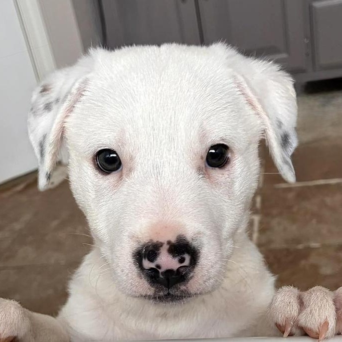 Enlarge Snowbelle, an adopted mixed breed in Oklahoma City, OK image 3/4