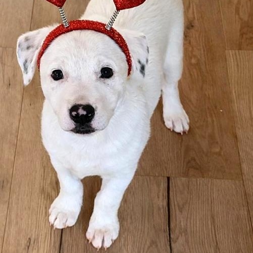 Enlarge Snowbelle, an adopted mixed breed in Oklahoma City, OK image 2/4