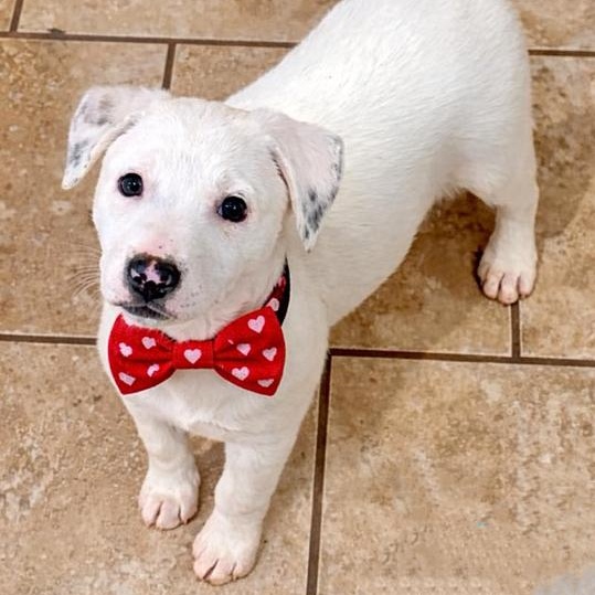 Snowbelle, adopted, Puppy Female Retriever.