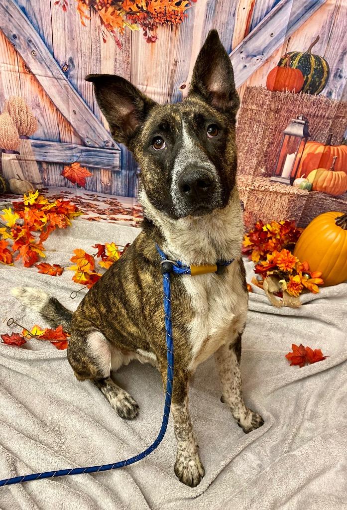 BOLT, Adoptable, Young Male Belgian Shepherd / Malinois & Australian Shepherd.
