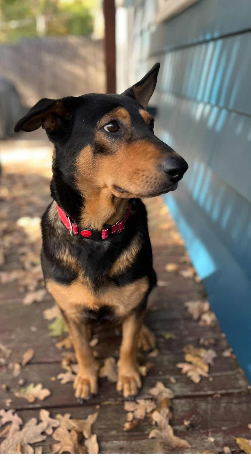 Enlarge Anne Geddes, a Adoptable Shepherd in Fort Worth, TX image 1/3