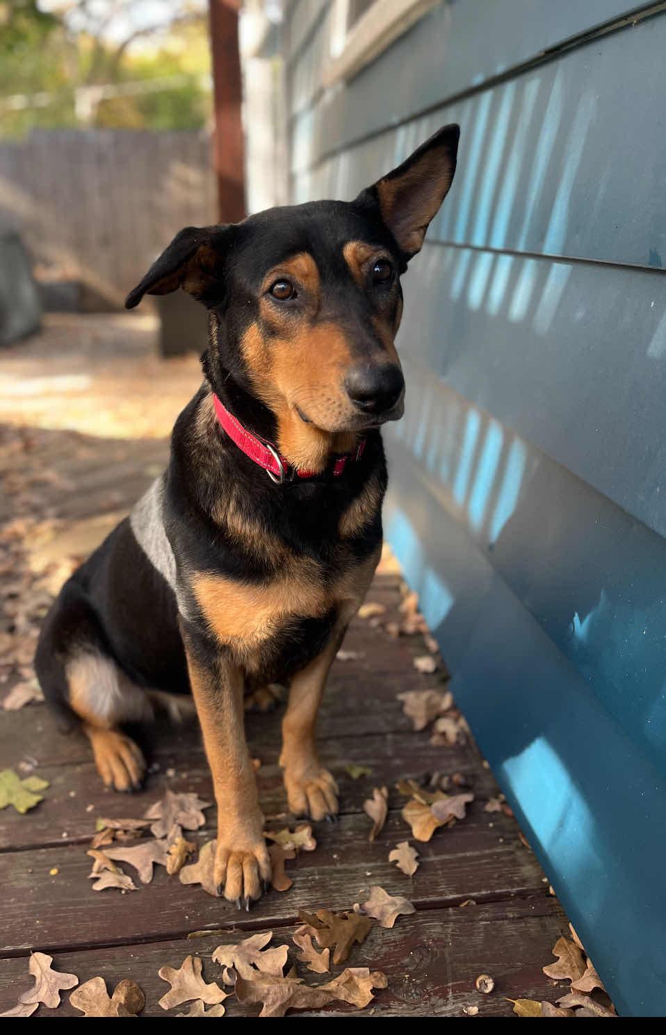 Enlarge Anne Geddes, a Adoptable Shepherd in Fort Worth, TX image 2/3
