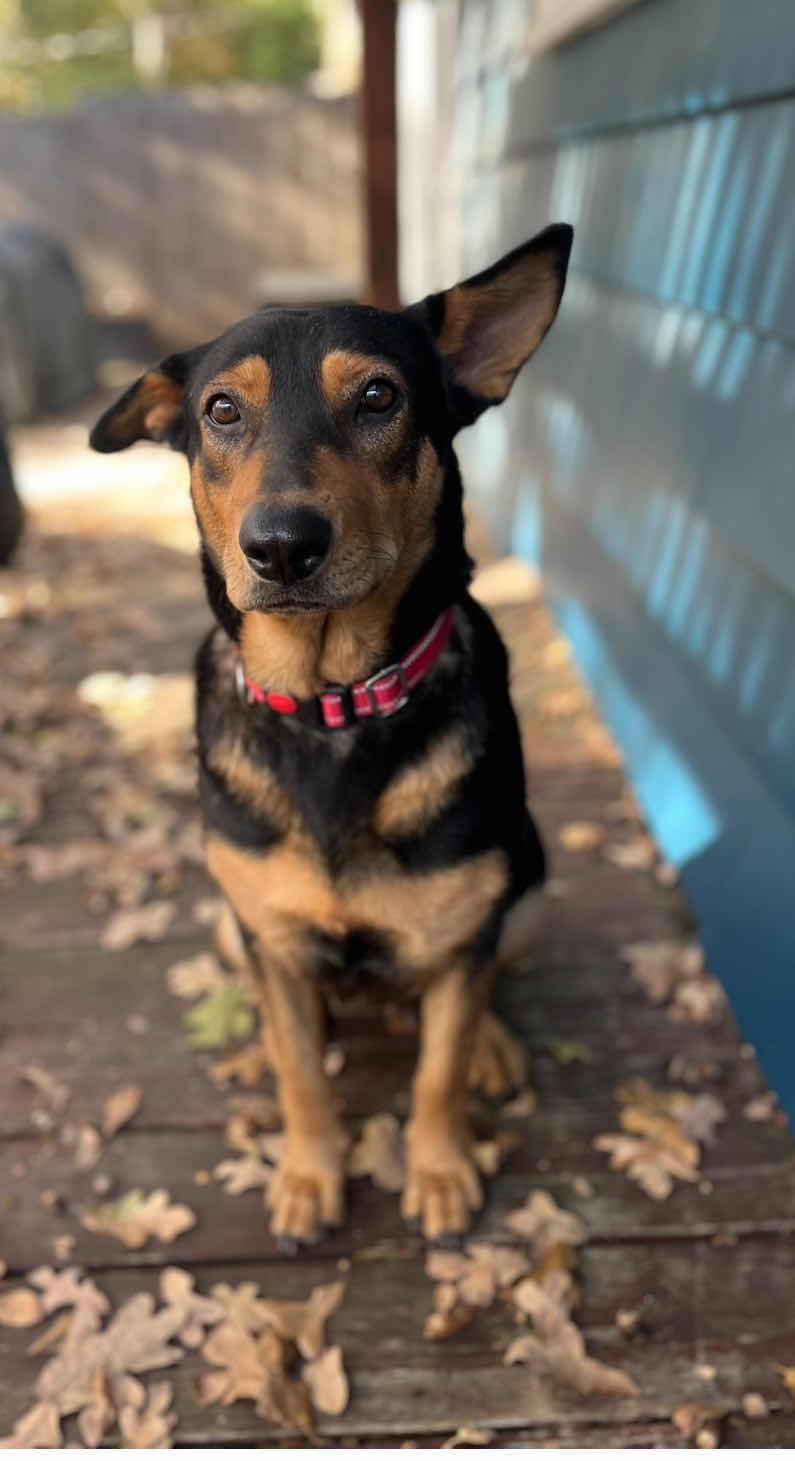 Enlarge Anne Geddes, a Adoptable Shepherd in Fort Worth, TX image 3/3