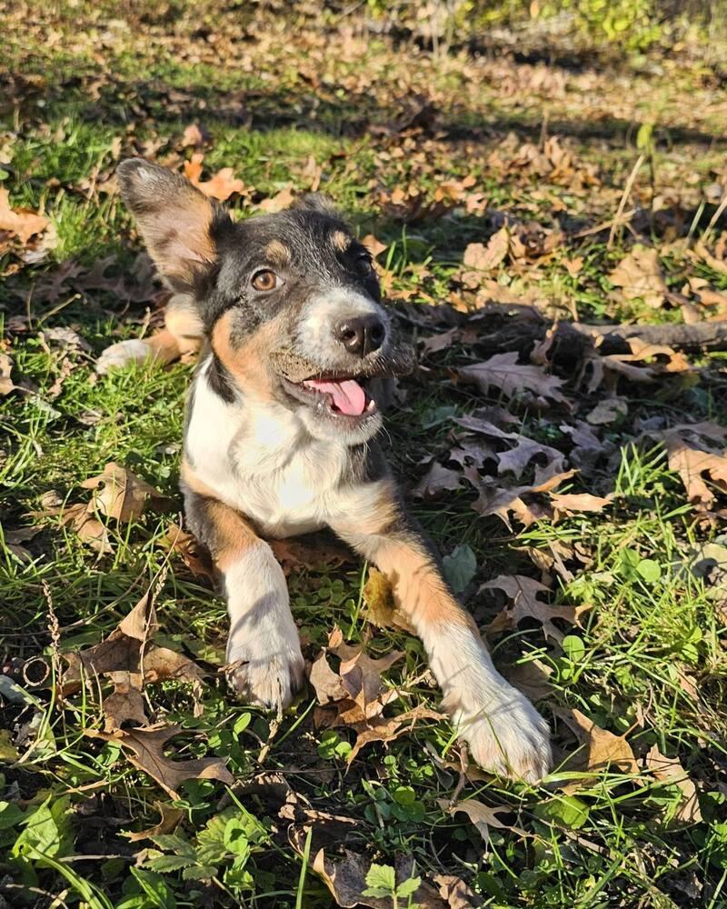 Enlarge Gomez, a Adoptable Australian Shepherd in Hastings, MN image 1/6
