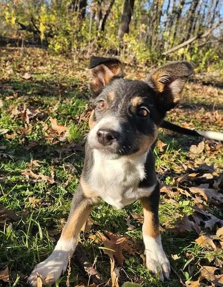 Enlarge Gomez, a Adoptable Australian Shepherd in Hastings, MN image 2/6