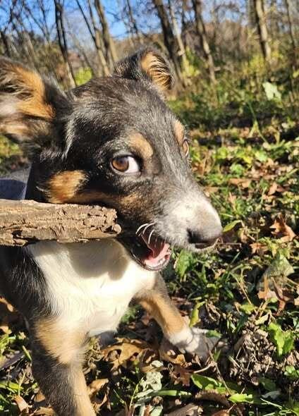 Enlarge Gomez, a Adoptable Australian Shepherd in Hastings, MN image 3/6