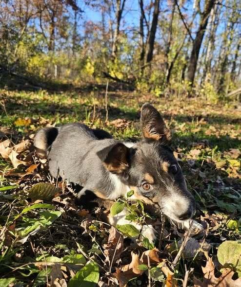 Enlarge Gomez, a Adoptable Australian Shepherd in Hastings, MN image 6/6