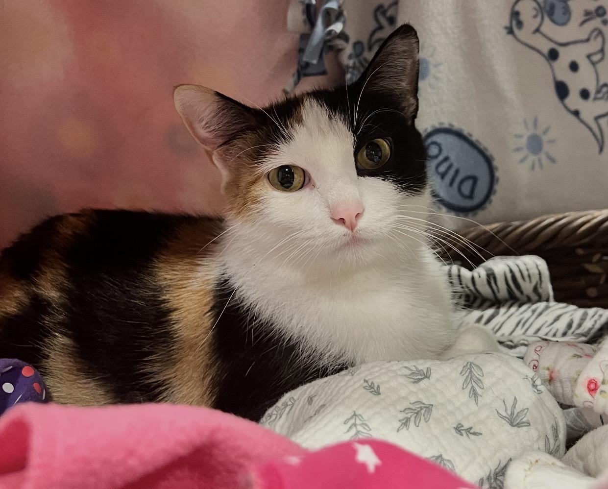 Enlarge Sundae, a Adoptable Domestic Short Hair in Port Washington, WI image 4/5