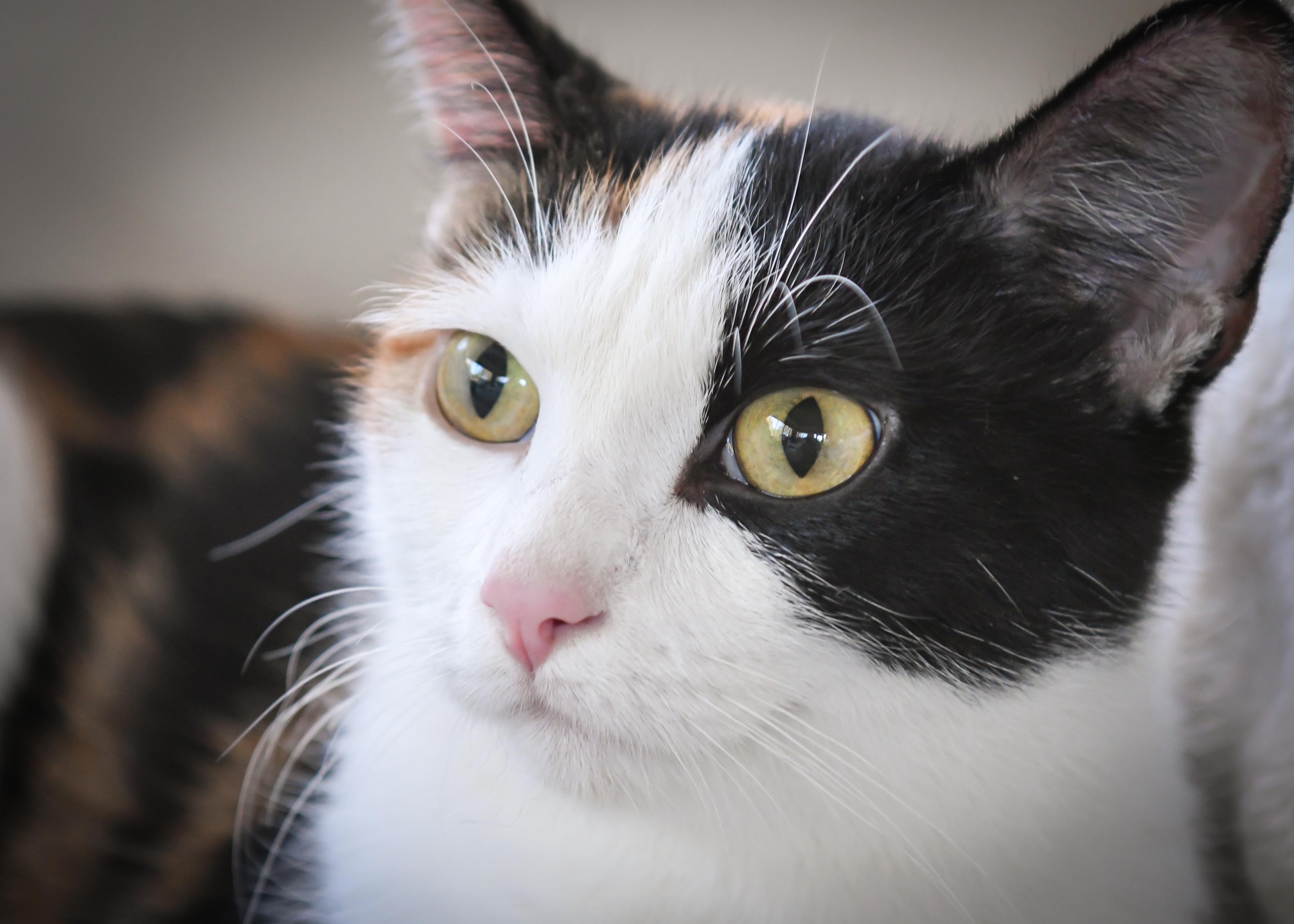 Sundae, Adoptable, Adult Female Domestic Short Hair.