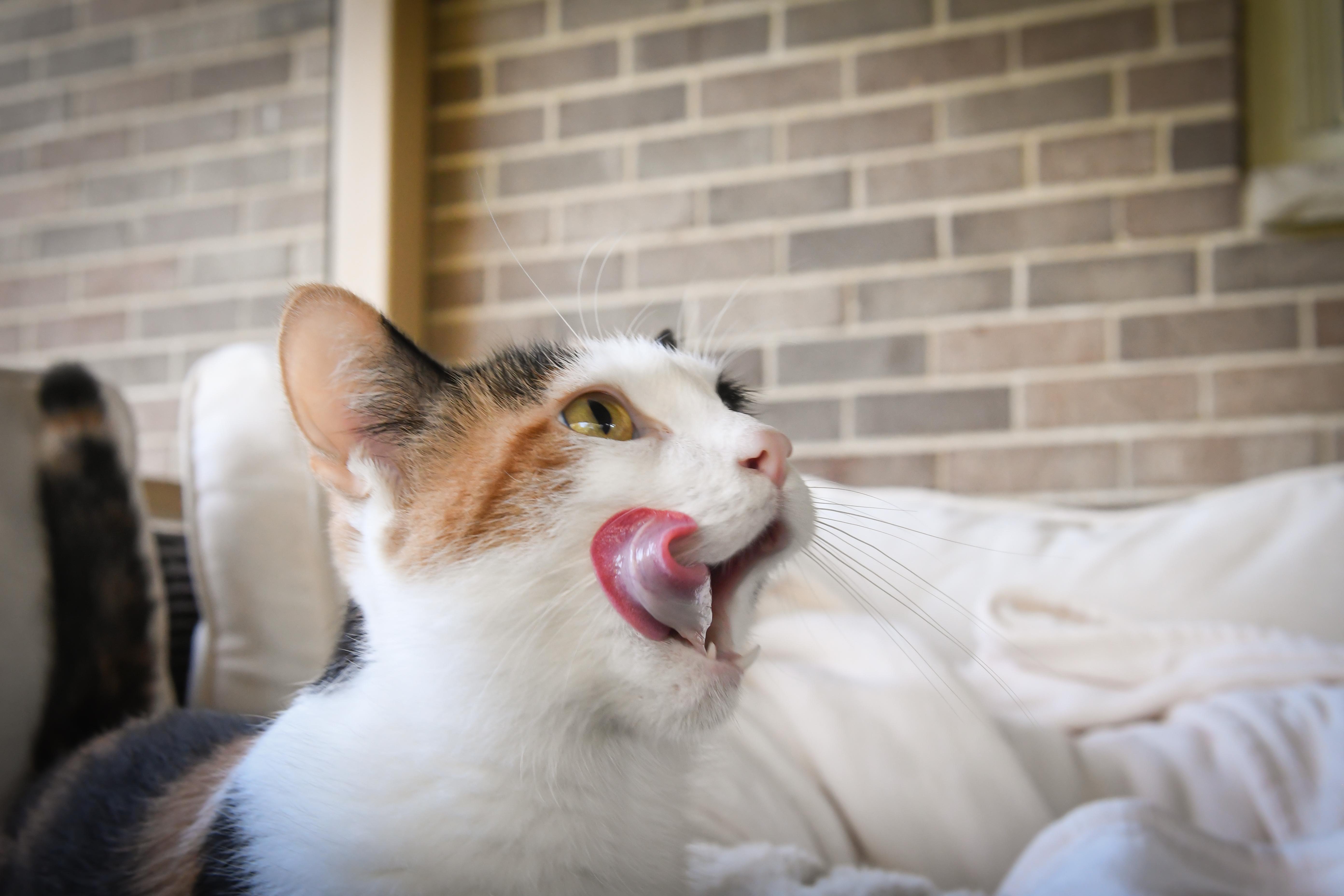 Enlarge Sundae, a Adoptable Domestic Short Hair in Port Washington, WI image 3/5