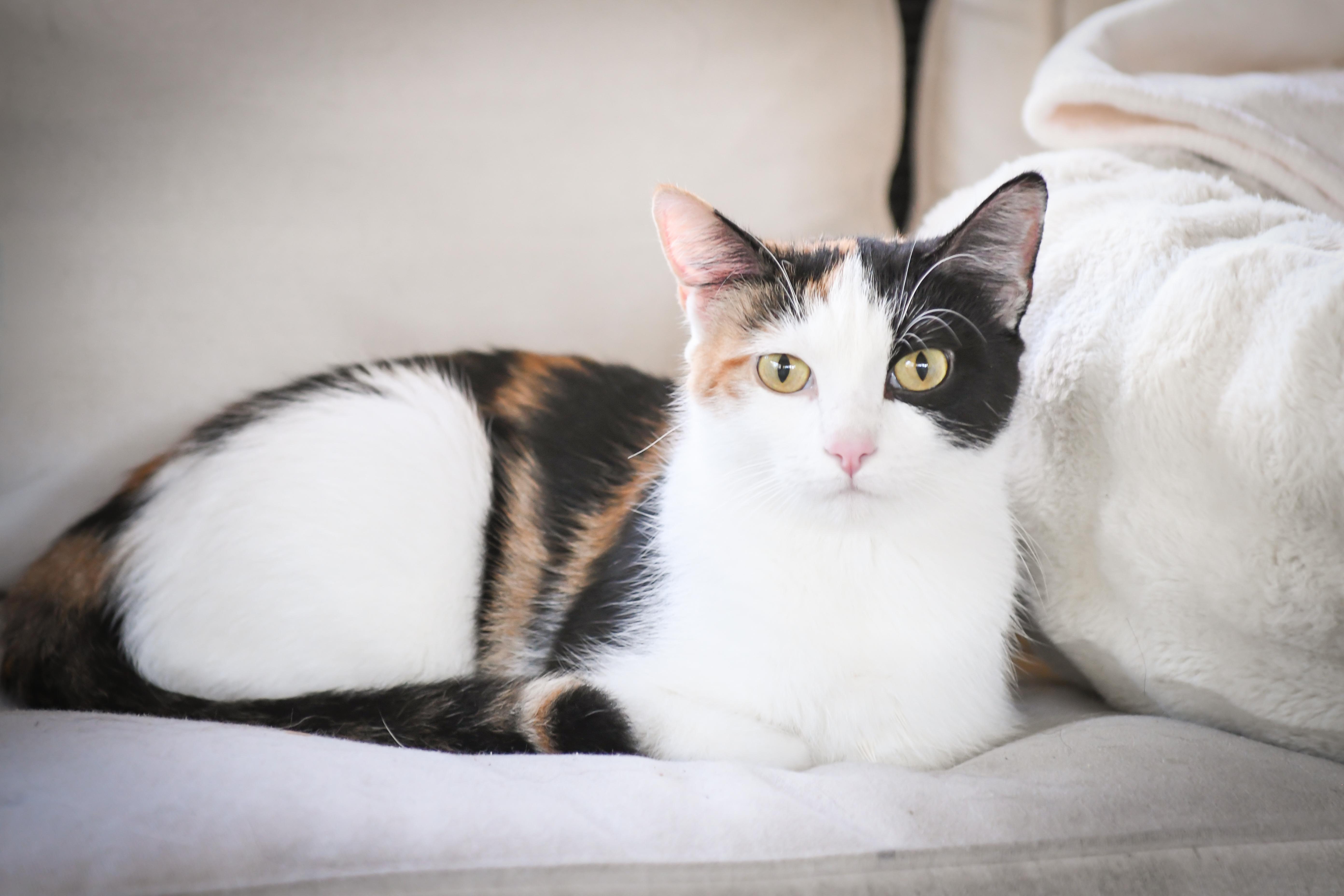 Enlarge Sundae, a Adoptable Domestic Short Hair in Port Washington, WI image 2/5