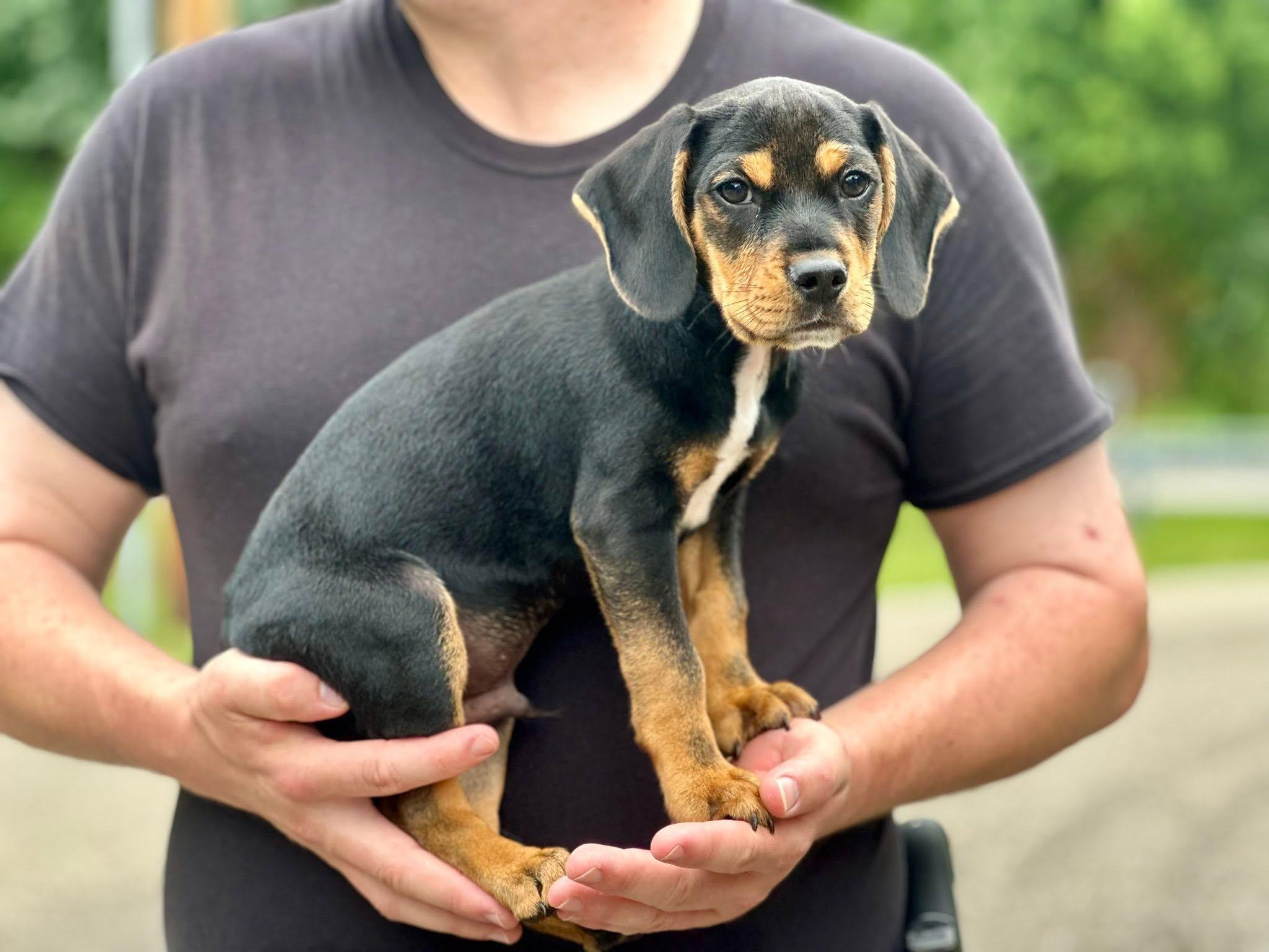 Royal - ADOPTED, an adopted mixed breed in Millfield, OH image 2/2